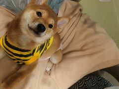 -逗柴咖啡屋·狗咖猫咖宠物桌游