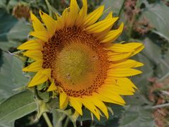 -汉长安城未央宫国家考古遗址公园