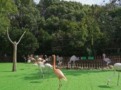 -上海野生动物园