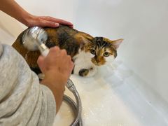 -momokira米努特·德文卷毛猫·棉花面纱犬