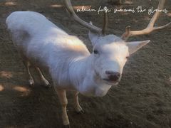 -石家庄市动物园