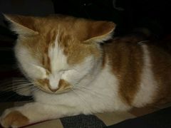 -Sirena海妖日咖夜酒