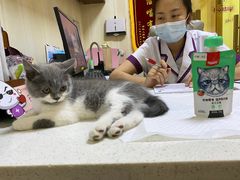 -宠爱国际动物医院· 猫科· 外科·中兽医(长白店)