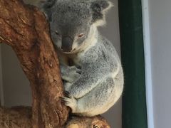 -费瑟代尔野生动物园