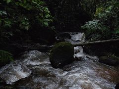 -莫里热带雨林景区