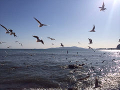 iphone_upload_pic-栈桥景区