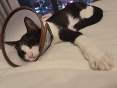 -创凡宠物医院·骨专科  猫科中心(西乡分院)
