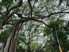 -瑞丽独树成林风景区