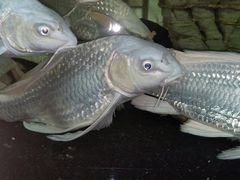 -中环花鸟鱼虫市场