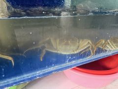 -阳澄湖大闸蟹·琼灵阁牌品牌连锁(吴中总店)