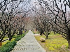 -香雪海
