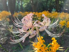 -杭州植物园