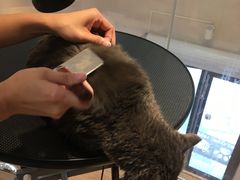 -Pets First伊珊娜洗护·精致美容·家庭式寄养(新会路店)