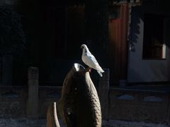 -西安大兴善寺