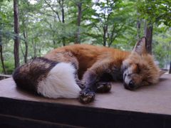 -宫城藏王狐狸村