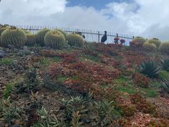 -墨尔本皇家植物园