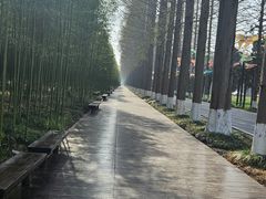 -黄海国家森林公园