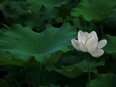 -莫愁湖公园