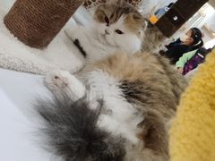 -COLOR PETS 撸猫馆·购猫·猫咖(长风大悦城店)