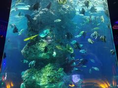 -芜湖新华联大白鲸海洋公园