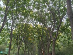 -洛阳市隋唐城遗址植物园