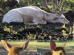 -五营红松林海景区