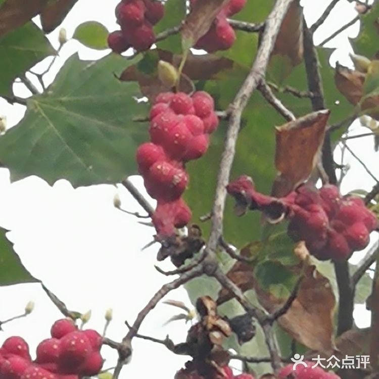 亦庄里比较大的街心花园
