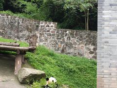 -都江堰中华大熊猫苑