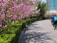 -大宁郁金香公园-停车场