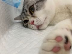 -灵美宠物诊所