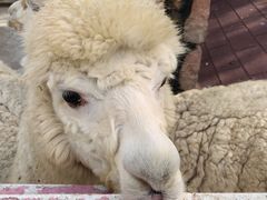 -金庭庄园酒店-停车场