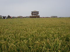 -红海滩国家风景廊道