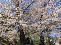 -井之头恩赐公园