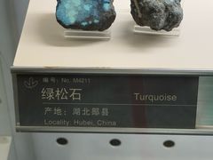 -中国地质博物馆
