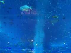 -亚特兰蒂斯•OSSIANO奥西亚诺海底餐厅