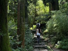 -天目山大树王景区