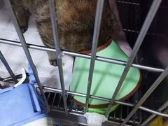 -瑞派名望志远动物医院·猫科·內科·异宠专科(直港大道店)