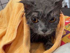 -熊小胖宠物生活馆(天华园店)