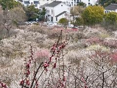-香雪海