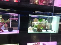 -中环花鸟鱼虫市场