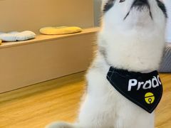 -Husky Go! 哈士奇体验馆·宠物咖啡厅狗咖