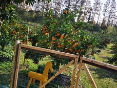 -前小桔亲子创意农场·草莓采摘·露营烧烤