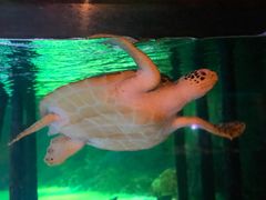 -暹罗海洋世界