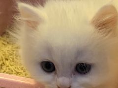 -爪爪喵星球·猫舍(前海卓越店)