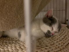 -Cappucimeow猫咪咖啡馆(韦伯时代店)
