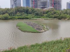 -华侨城湿地公园