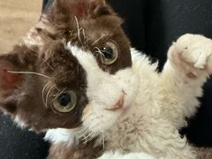 -momokira米努特·德文卷毛猫·棉花面纱犬
