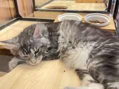 -袖虎·猫馆(体育西路店)