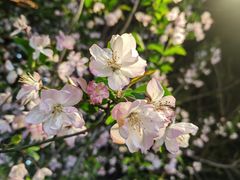 -贡湖湾湿地公园