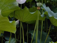 -四川大学(华西校区)